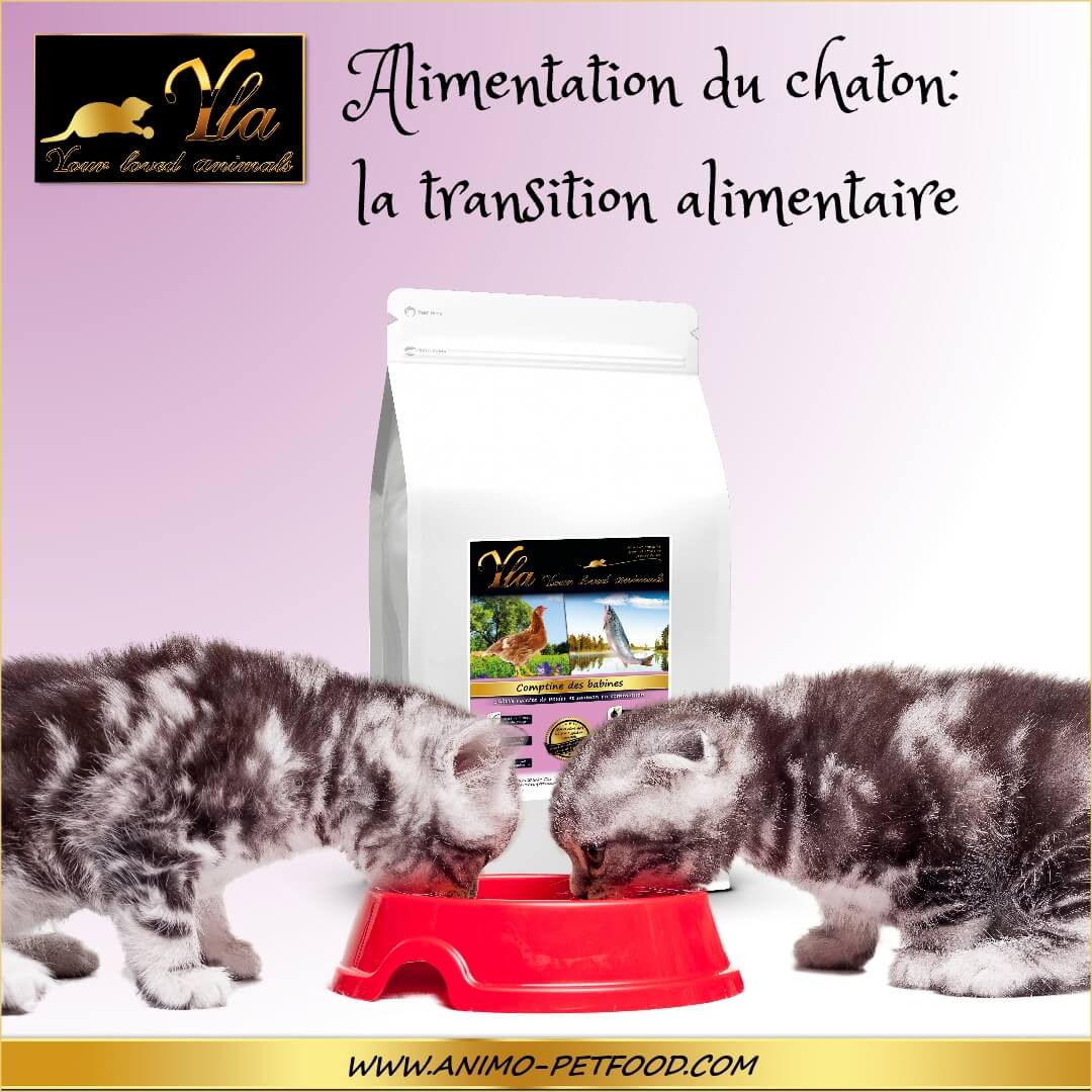 Alimentation du chaton la transition alimentaire
